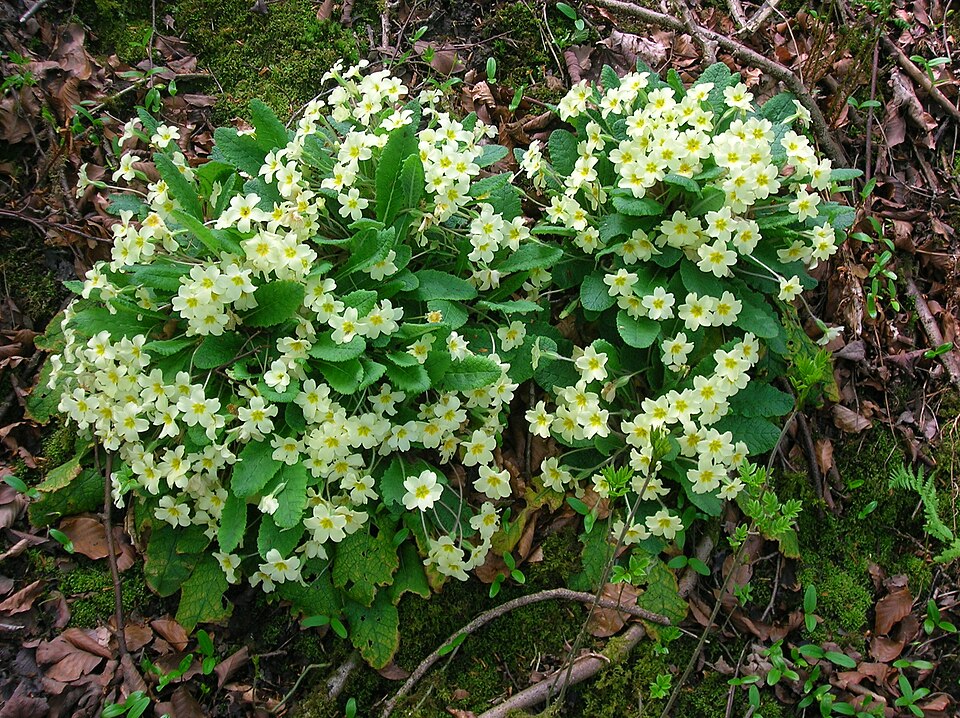 File:Lynn Glen Primroses.JPG