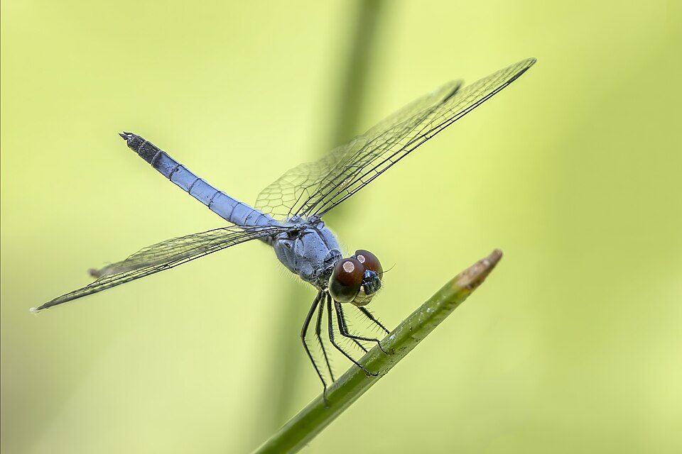 File:Palemouth (Brachydiplax denticauda) male Cattana.jpg