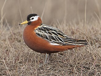 A red phalarope in breeding plumage. It has a distinctive black crown.