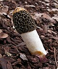 Phallus hadriani