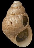 Powellisetia paroeca