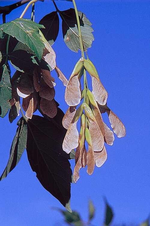 File:Acnegundo.jpg