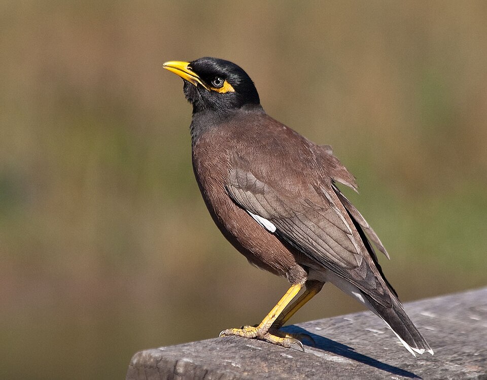 File:Acridotheres tristis -Sydney, Australia-8.jpg