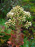 Inflorescence