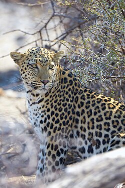 African Leopard (panthera pardus pardus) near Okevi waterhole in Etosha