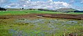 Pitkin Marsh lily habitat