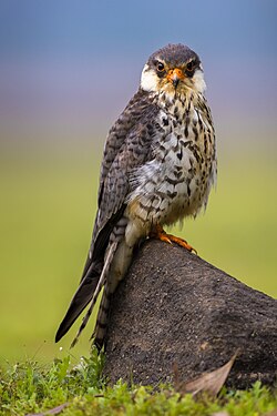 Amur falcon, by Sumeetmoghe