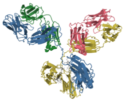 Model of an antibody showing beta strands
