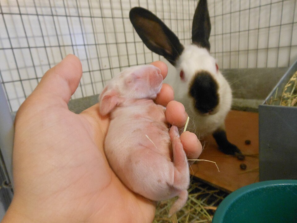 File:Baby Himalayan rabbit Compared to adult.JPG