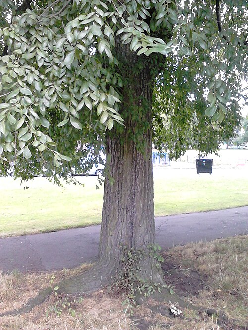 File:Bark of Ulmus minor 'Cucullata'.jpg