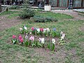 Garden flowers