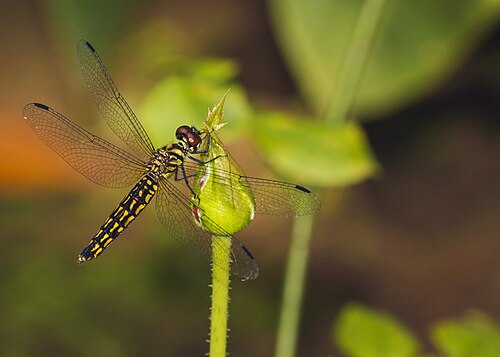 Lyriothemis acigastra, female, by Jkadavoor (edited by Christian Ferrer)