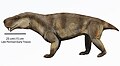 Moschorhinus kitchingi
