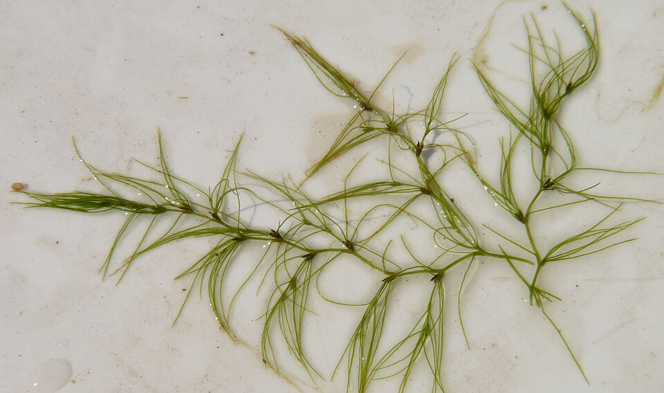 File:Najas gracillima.JPG