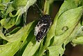 Thumbnail for version as of 18:55, 20 June 2011