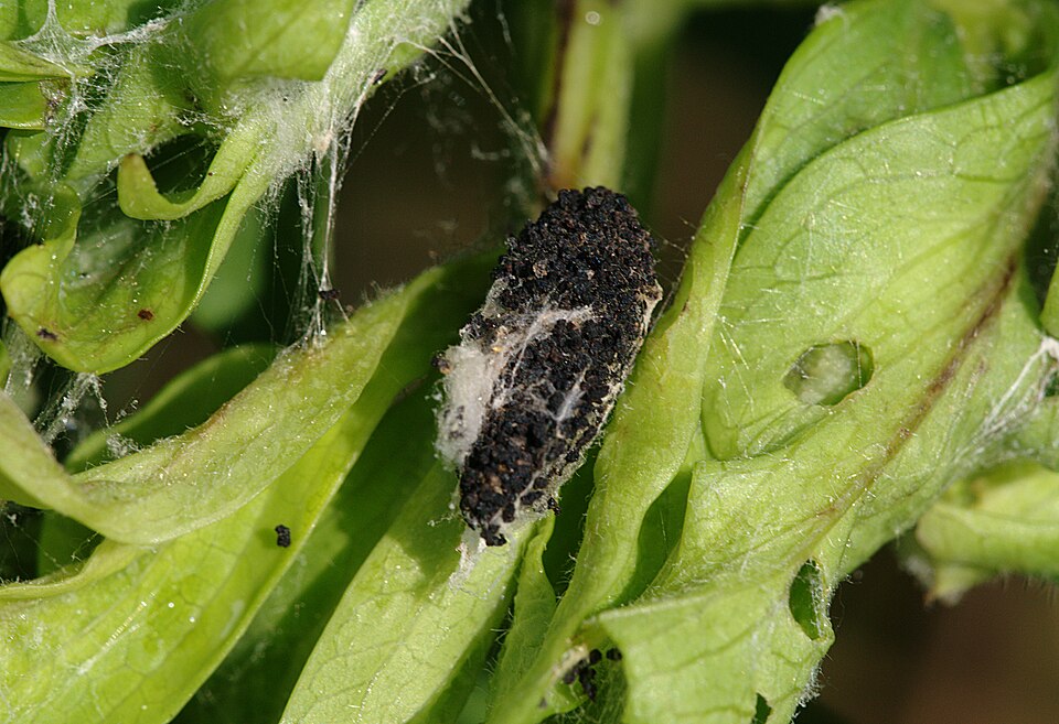 File:Pelatea klugiana puppa podgorje01.jpg