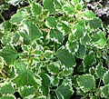 Plectranthus madagascariensis var madagascariensis