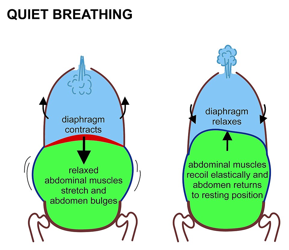 File:Quiet breathing.jpg
