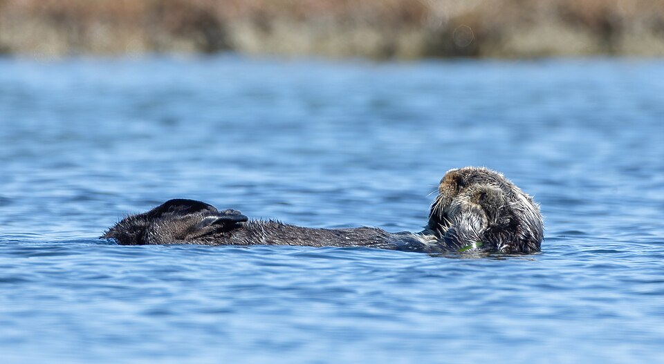 File:Sea otter cleaning.jpg