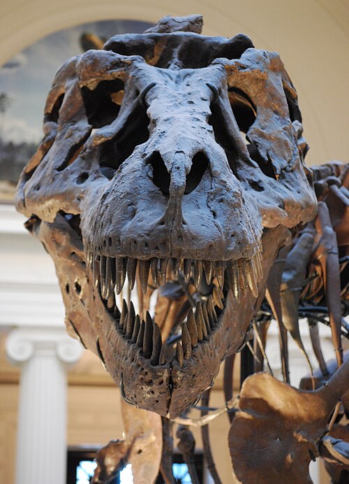File:Sue TRex Skull Full Frontal.JPG