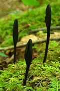 Trichoglossum hirsutum