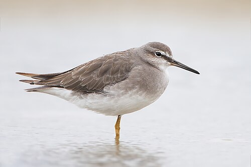 Grey-tailed tattler, by JJ Harrison