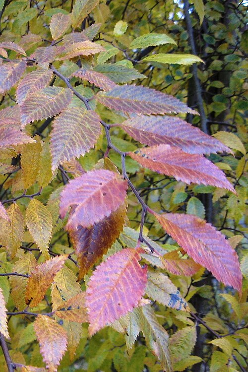 File:Ulmus Rebella foliage, autumn.jpg