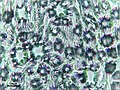 Leaf print showing sunken stomata on leaf underside