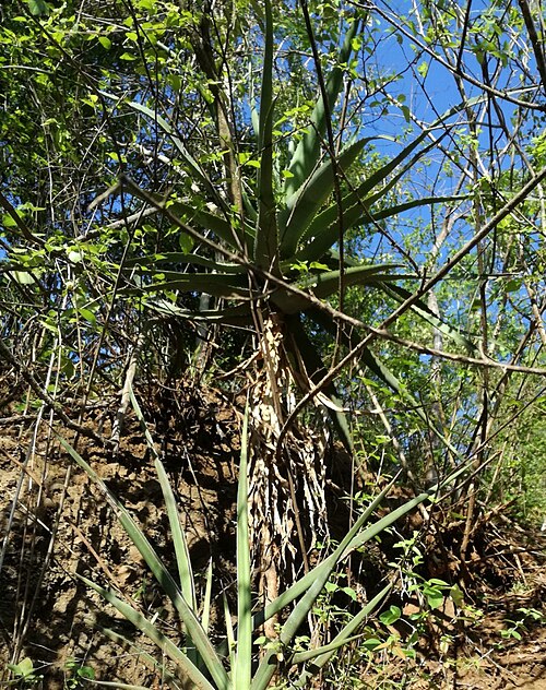 File:Aloe volkensii - Moshi Tanzania.jpg