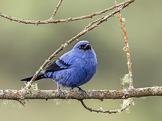 Blue-and-black tanager Tangara vassorii vassorii Colombia