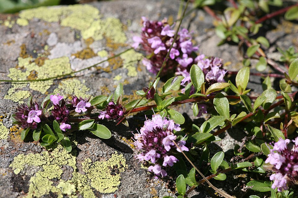 File:CH thyme.jpg