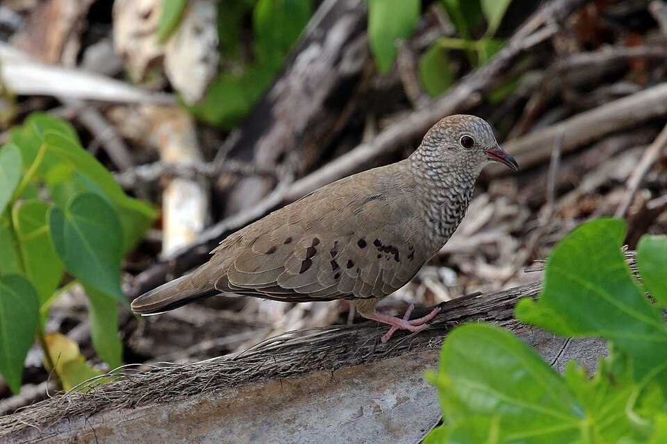 File:Common ground dove (Columbina passerina) female.jpg