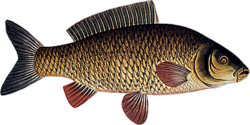 A carp, an example of a teleost