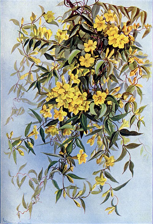 File:Gelsemium sempervirensCDP140CA.jpg