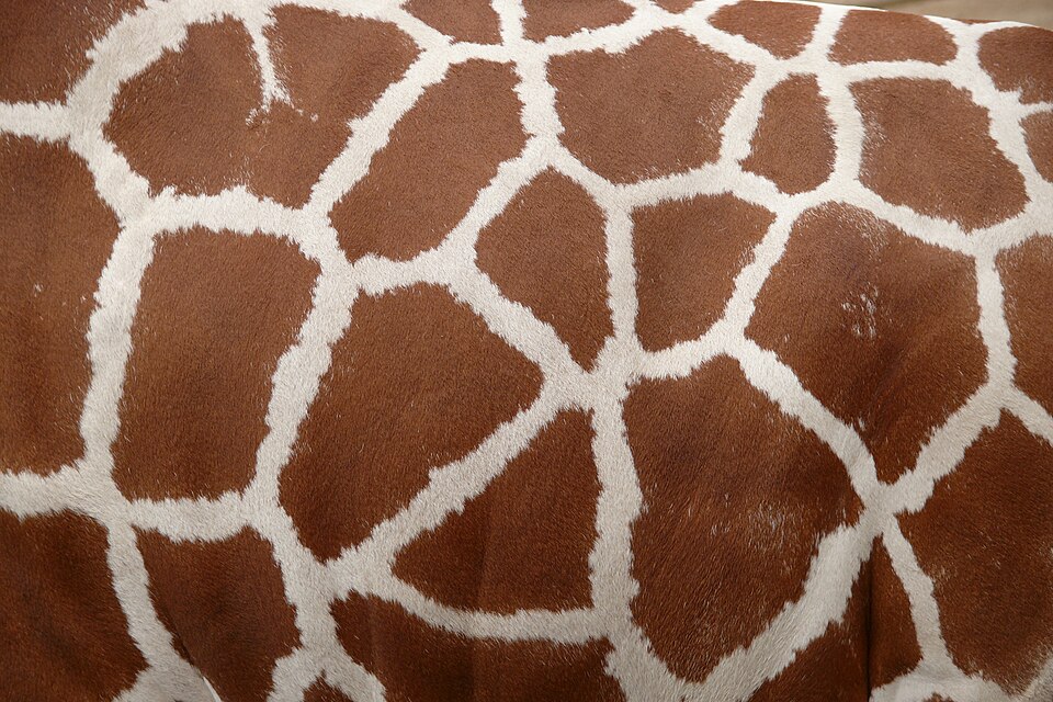 File:Giraffenfell.JPG