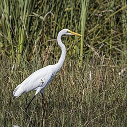 Great white egret Ardea alba Mozambique
