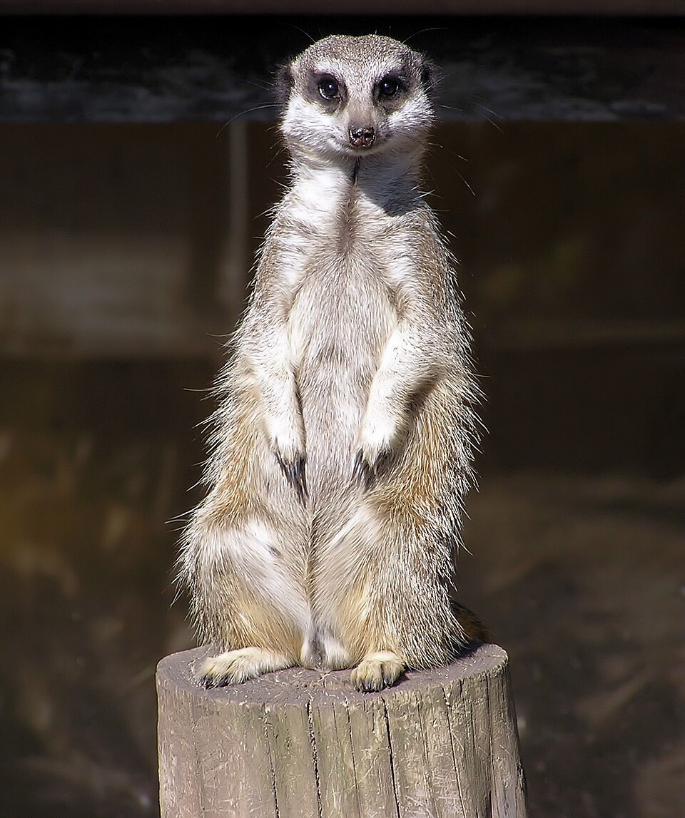 File:Meerkat arp.jpg