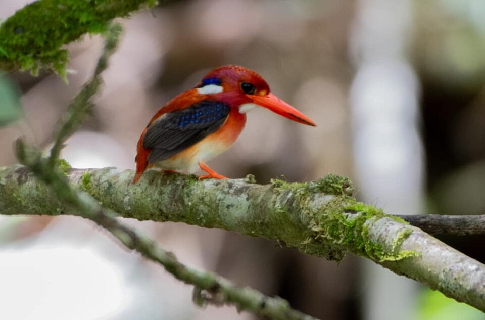 File:North Philippine Dwarf Kingfisher (cropped).jpg