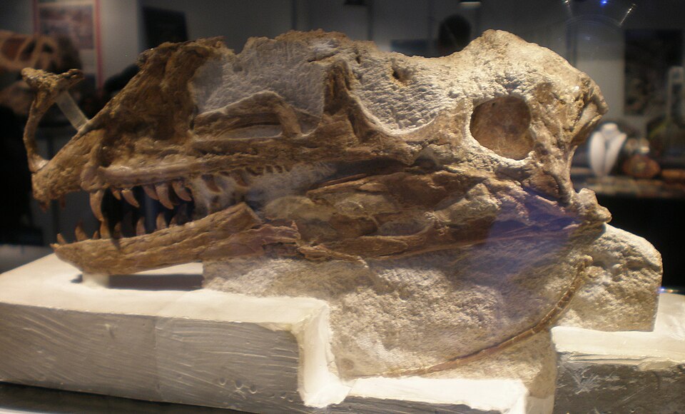 File:Proceratosaurus holotype.JPG