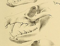 Drawing of bat skull
