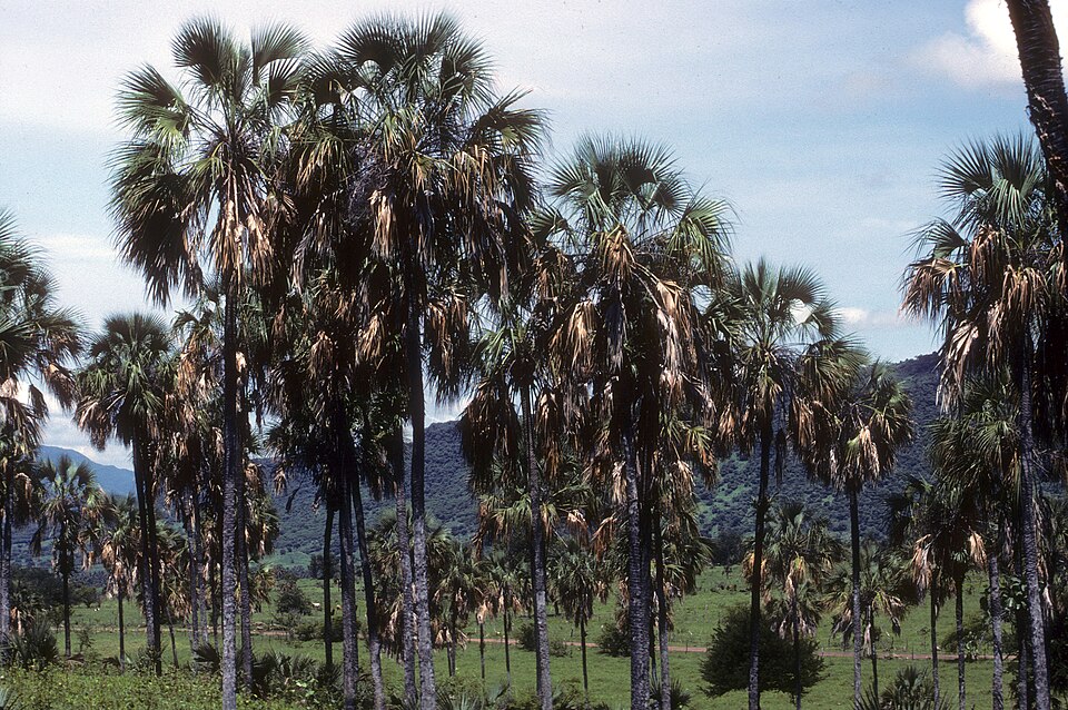 File:Sabal pumos (Scott Zona) 001.jpg