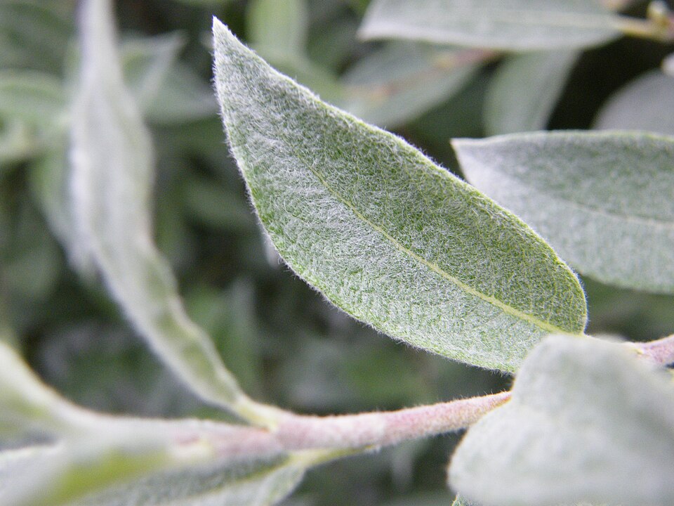 File:Salix lapponum Leaf upper side.JPG