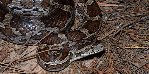 Slowinski’s cornsnake (Pantherophis slowinskii) in-situ, Colorado Co., Texas (May 2018)