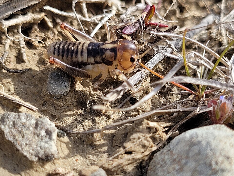 File:Tekapo ground wētā.jpg