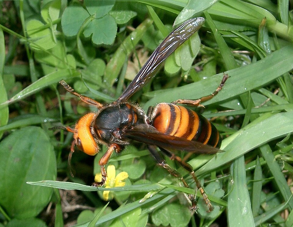 File:Vespa mandarinia japonica1.jpg