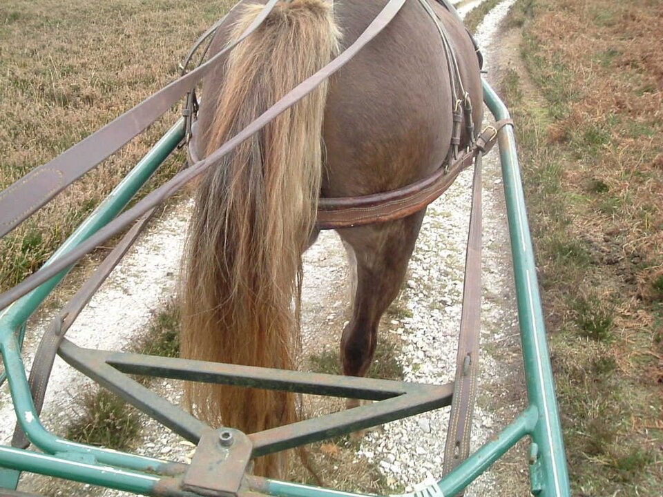 File:Welsh Cob with swingletree.JPG