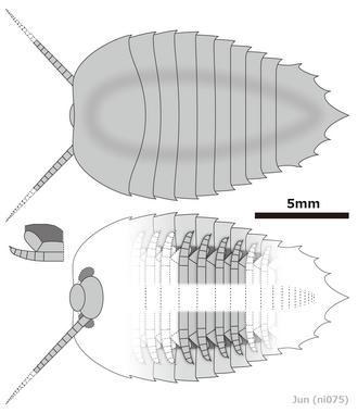 Diagrammatic reconstruction of Kuamaia muricata