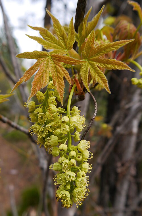 File:Acer macrophyllum 2.jpg