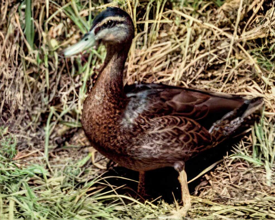 File:Anas platyrhynchos oustaleti last male.jpg