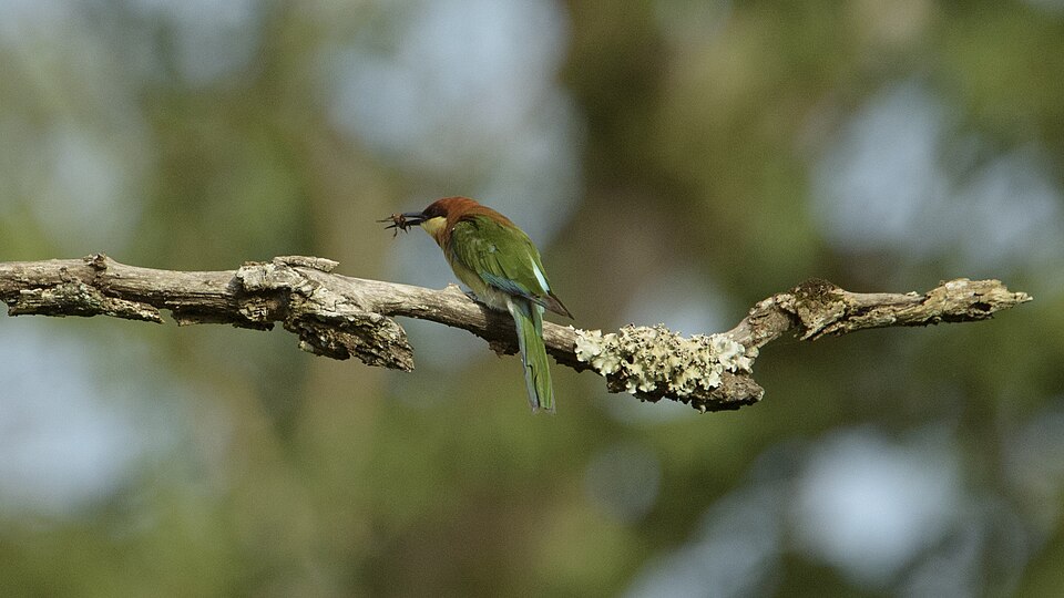 File:Bee-eater alongside Kabini river.jpg